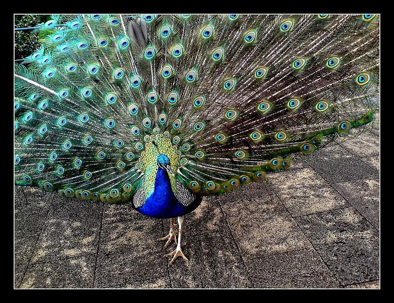 'Peacock on the Terrace'  02 - resized for dpi -  263.jpg - Peacock on the Terrace
